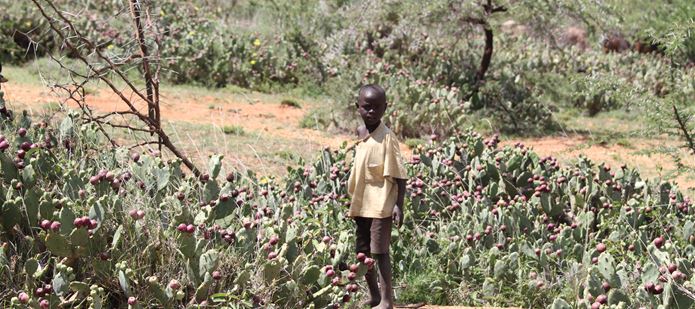 Alien species on the rise worldwide